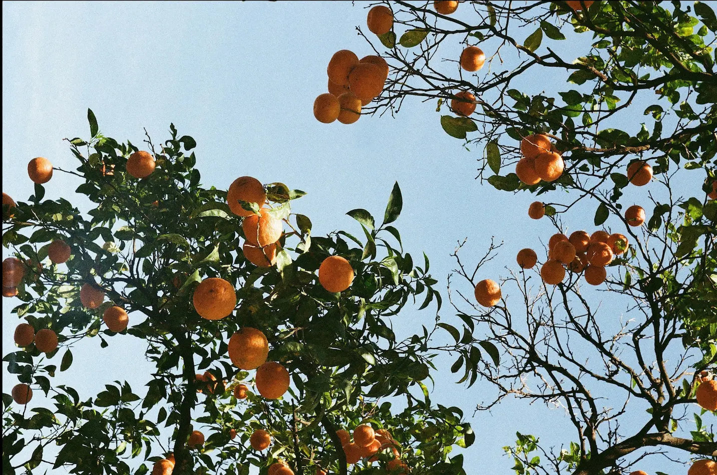 Photo d'oranger pour représenter le parfum aux notes d'agrumes des produits In the Corner