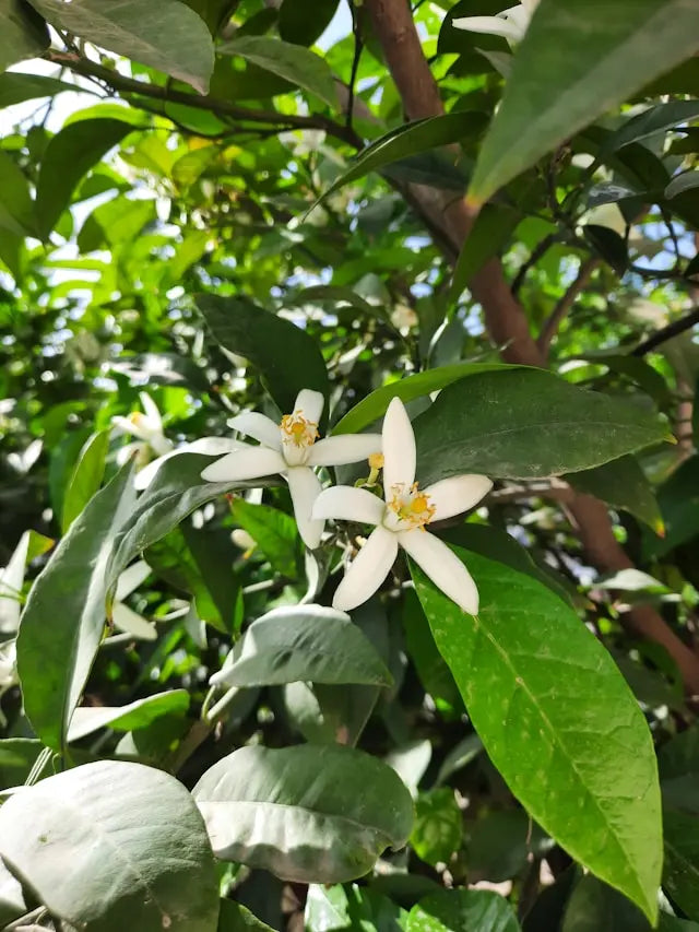 Photo de fleurs d'oranger pour représenter le parfum signature Citrus Aurantium d'In the Corner